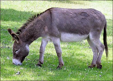 donkey images