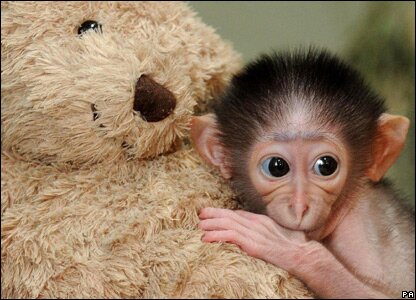 cute-monkey.jpg