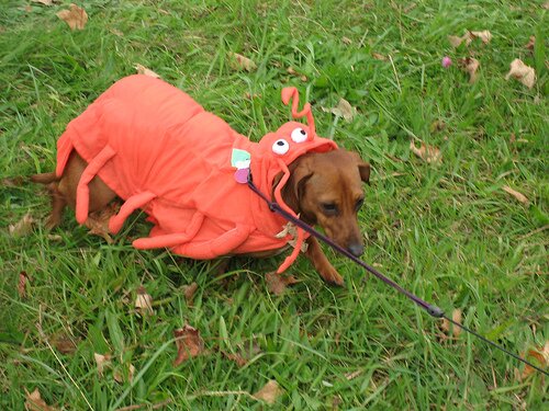lobster-dog